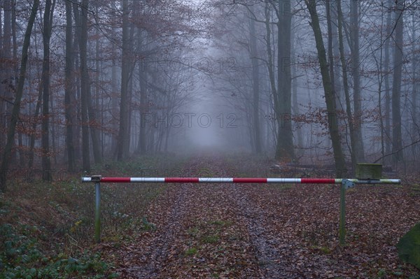 Forest path with gate at foggy morning, Kreuzwertheim, Spessart, Bavaria, Germany, Europe