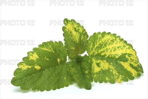 Yellow lemon balm (Melissa officinalis) or melissa, family of the labiates, the foliage leaves,