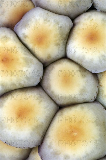 Sulphur tuft (Hypholoma fasciculare) Lower Saxony, Germany, Europe