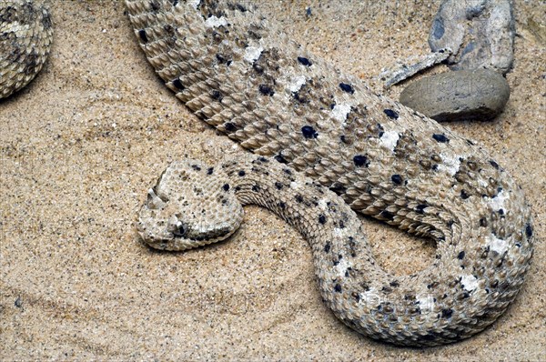 Horned Rattlesnake, Sidewinder Rattlesnake, Horned Rattlesnake, Sidewinder Rattlesnake,