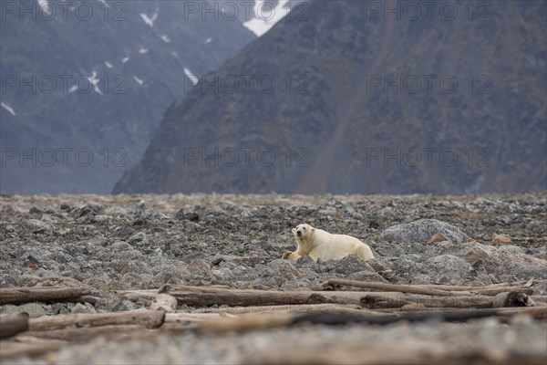 Reclining polar bear (Ursus maritimus), male, Blomstrandhalvoya, Svalbard and Jan Mayen