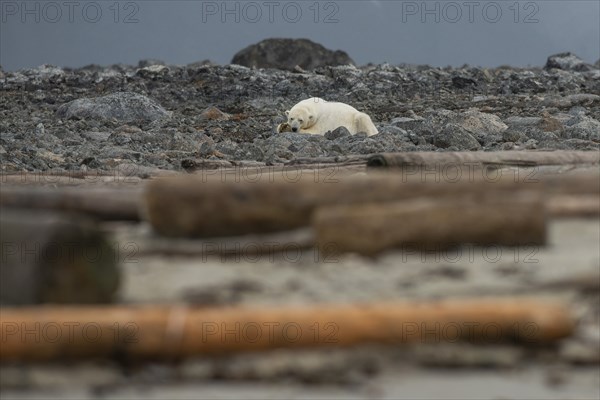 Reclining polar bear (Ursus maritimus), male, Blomstrandhalvoya, Svalbard and Jan Mayen