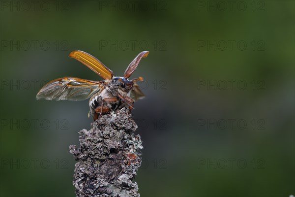 Cockchafer (Melolontha melolontha) taking off, Småland, Sweden, Europe