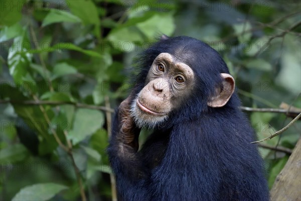 West African chimpanzee (Pan troglodytes verus) in the rainforest, young animal, animal portrait,