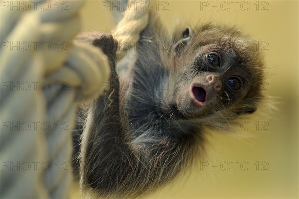 Golden-fronted spider monkey, juvenile (Ateles belzebuth belzebuth)