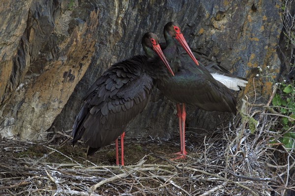 Black Storks (Ciconia nigra), pair at nest, Portugal, Europe