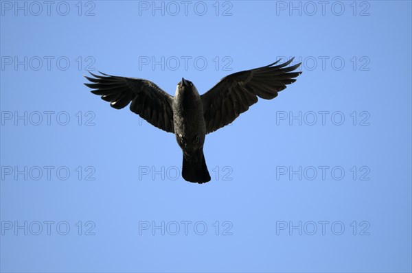 Jackdaw, North Rhine-Westphalia, Germany, Europe