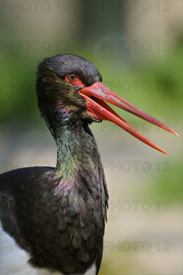 Black stork (Ciconia nigra), lateral view