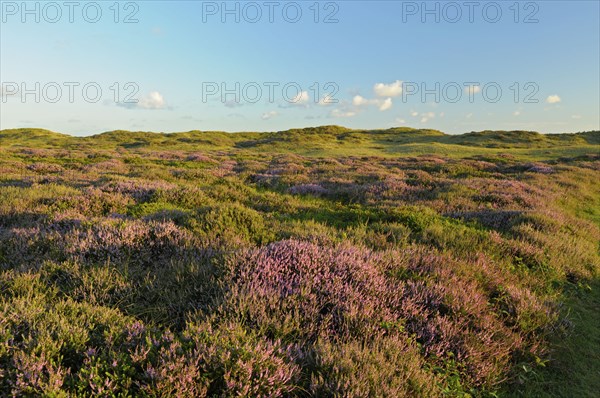 Common heather, De Bollekamer nature reserve, part of the Texel Dunes National Park, Texel Island,