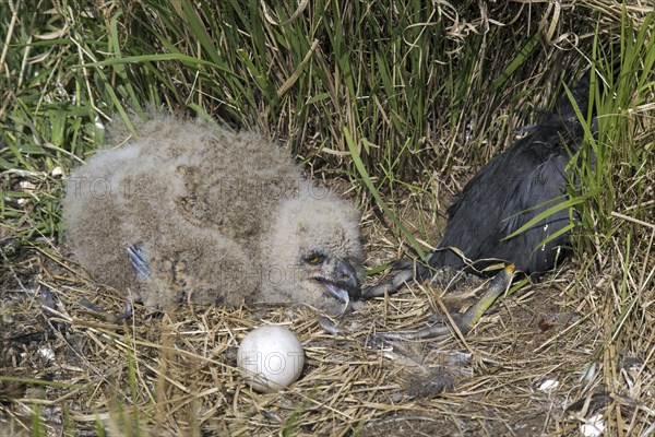 Eurasian eagle owl (Bubo bubo) chick, owlet with egg and moorhen prey in exposed nest on the ground