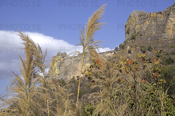 Eroded sandstone rock formations and tall grass in the Isalo National Park near Ranohira, Ihosy,