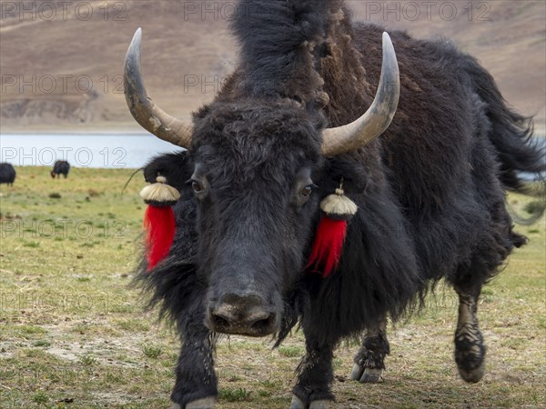 Yak cattle with horns and red bobbles, aggressive bull, highlands of Tibet, China, Asia