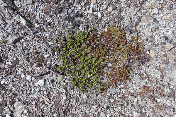 Dwarf Birch (Betula nana), Dovrefjell–Sunndalsfjella National Park, Norway, Europe
