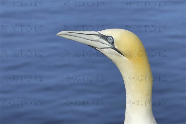 Northern gannet (Morus bassanus), animal portrait, side shot Lummenfelsen, Helgoland Island,