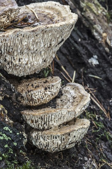 Oak mazegill, maze-gill fungus (Daedalea quercina) growing on rotten tree trunk