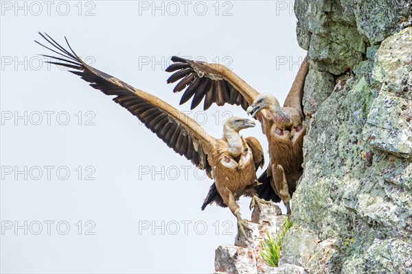 Griffon vulture (Gyps fulvus) Old world vulture, pair fighting in rock face, Monfragüe National