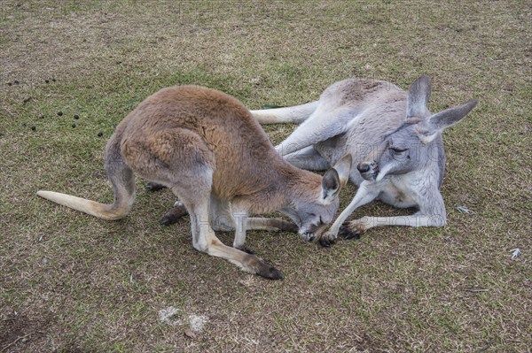 Kangaroos (macropods), Lone Pine sanctuary, Brisbane, Queensland, Australia, Oceania