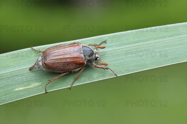 Wood cockchafer (Melolontha hippocastani), male, walking on a leaf of a broad-leaved bulrush (Typha