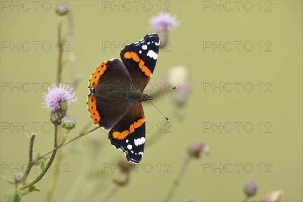 Admiral butterfly (Vanessa atalanta), butterfly sucking nectar from a thistle (Cirsium arvense)