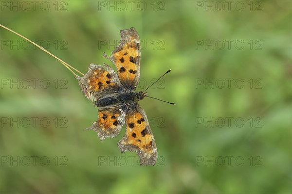 C-moth (Polygonia c-album), with open wings on a blade of grass in a meadow, Wilnsdorf, North