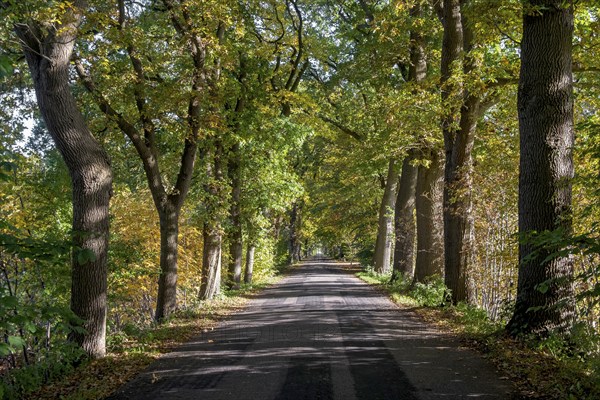Oak avenue in autumn near Dangast, district of Friesland, Lower Saxony, Germany, Europe