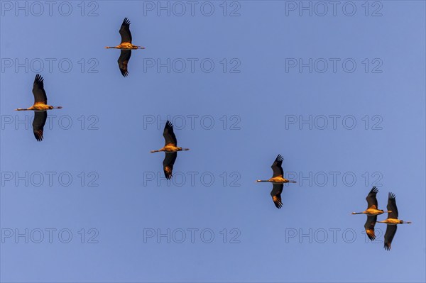 Cranes flying in two rows one behind the other, Crane (Grus grus) wildlife, Western Pomerania
