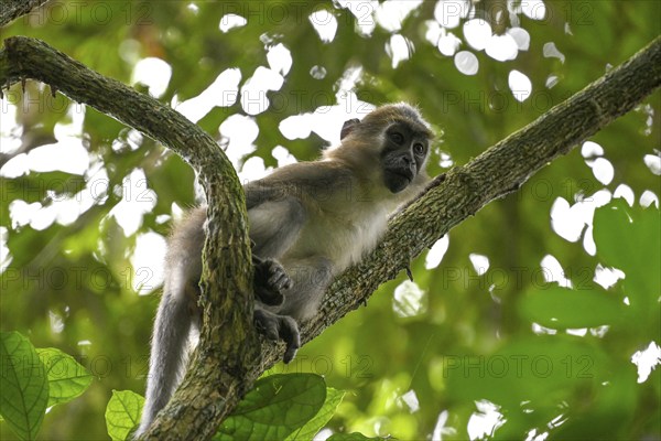 Olive mangabey (Cercocebus agilis) near the Baï-Hokou, Dzanga-Ndoki National Park, Unesco World