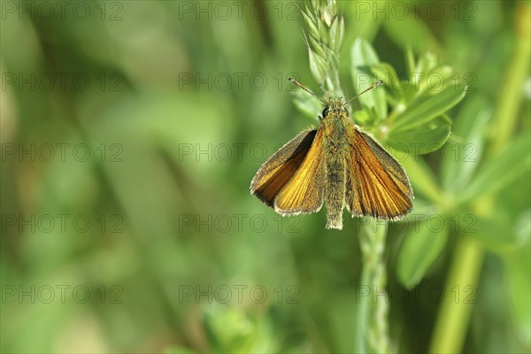 Large skipper (Ochlodes sylvanus, Augiades sylvanus), with open wings on a blade of grass in a