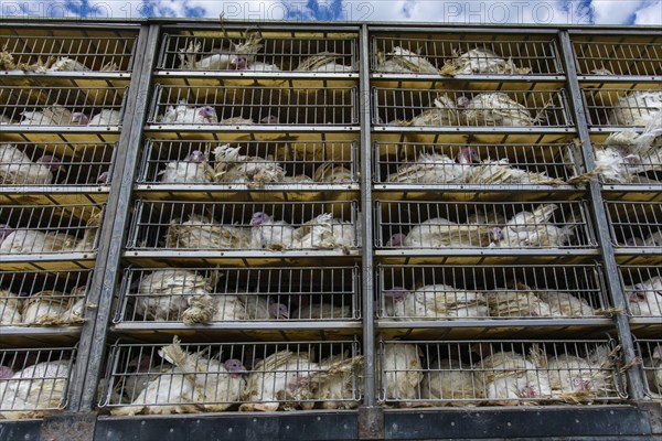 Live white turkeys in transportation truck cages, Transfer to the The slaughter process, with low