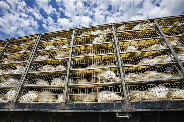 Low angle of live white turkeys in transportation truck cages, The process of transporting poultry