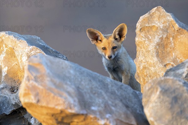 Arabian red fox, (Vulpes vulpes arabica), young animal, foraging, biotope, pup, Jabal Samhan,