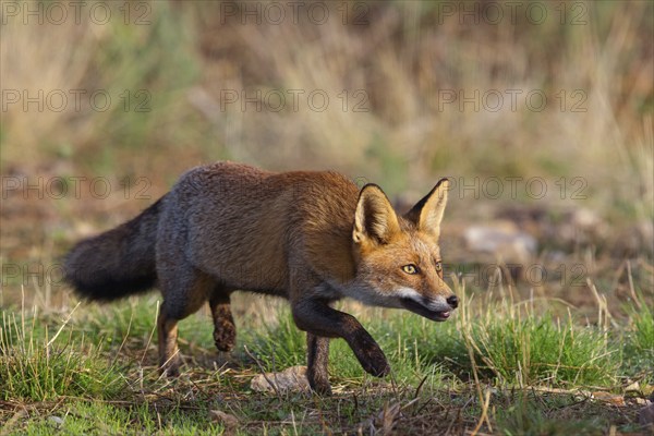 Arabian red fox, (Vulpes vulpes arabica), young animal, foraging, biotope, Hides De Calera / Valley