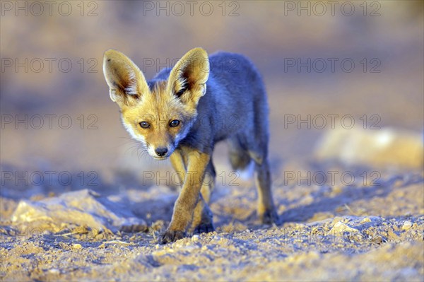 Arabian red fox, (Vulpes vulpes arabica), young animal, foraging, biotope, pup, Jabal Samhan,
