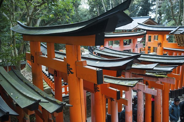 24.12.2017, Kyoto, Japan, Asia, Scarlet red wooden portals line one of the torii pathways leading