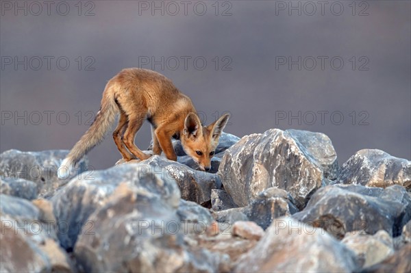 Arabian red fox, (Vulpes vulpes arabica), young animal, foraging, biotope, pup, Jabal Samhan,