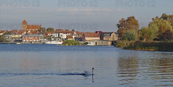 Idyllic lakeside landscape with town in the background and swans in the water, Waren, Müritz,