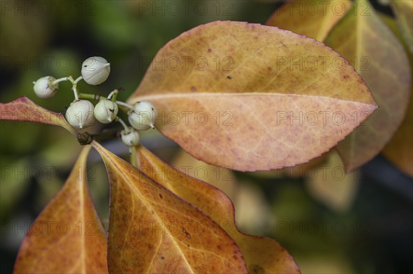 Climbing spindle bush (Euonymus fortunei), Speyer, Rhineland-Palatinate, Germany, Europe