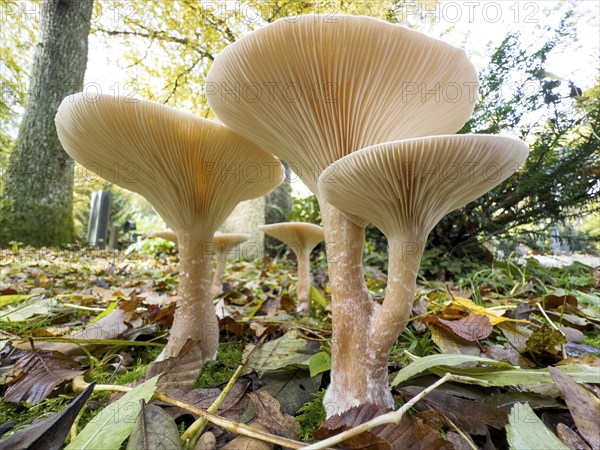 Common Funnel (Infundibulicybe gibba), photographed from the frog's perspective