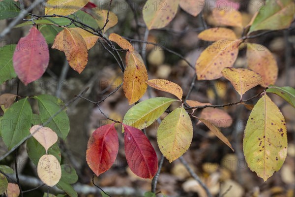 Autumn foliage of black cherry (Prunus serotina), Emsland, Lower Saxony, Germany, Europe