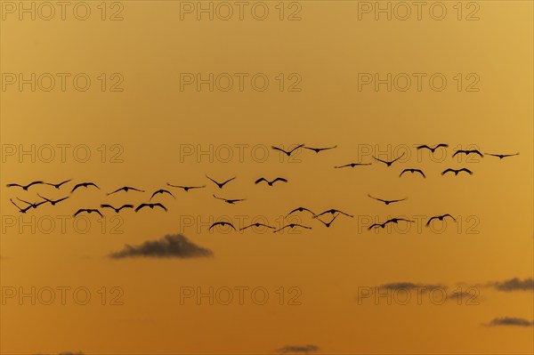 Birds hovering over an orange-coloured sky in harmonious formation, Crane (Grus grus) wildlife,