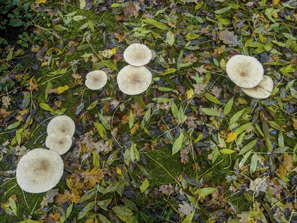 Common Funnel (Infundibulicybe gibba)