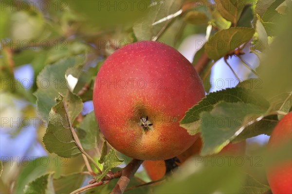 Ripe red apple hanging ready for harvest on a tree in front of a blue sky, fruit tree, orchard,
