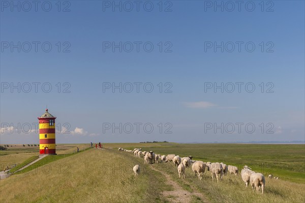 Pilsum lighthouse, flock of sheep, dyke sheep, Pilsum, East Frisia, Lower Saxony, Germany, Europe