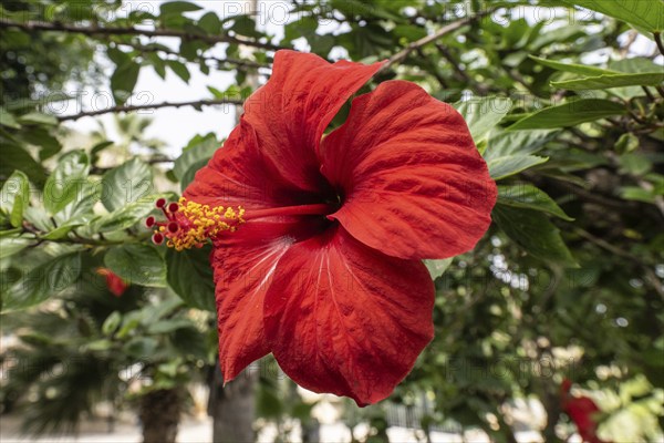 Hibiscus (Hibiscus rosa-sinensis), Sicily, Italy, Europe