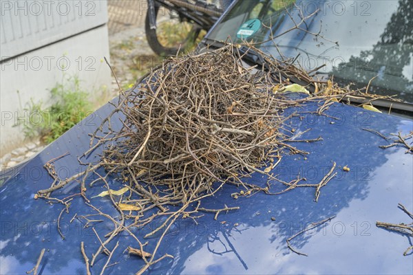 A crow's nest fell from a tree onto a car