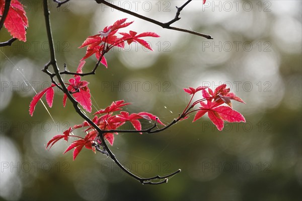 Fan maple in autumn, Germany, Europe