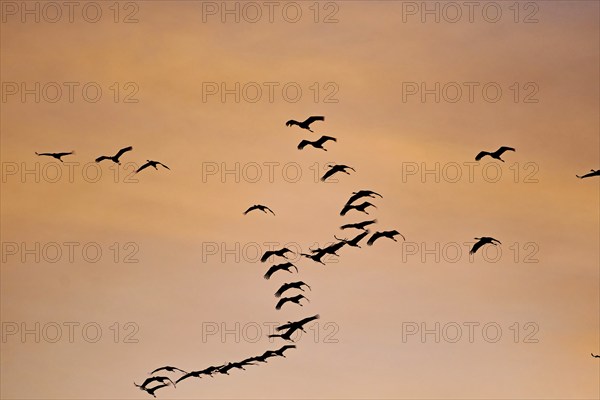 Flock of birds flying in the orange-coloured evening sky, cranes, Müritz, Müritz National Park,