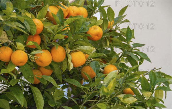 Bitter orange (Citrus x aurantum), Ronda, Andalusia, Spain, Europe