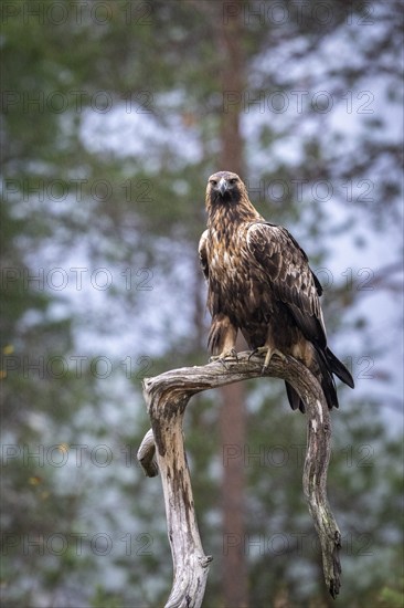 Golden eagle (Aquila chrysaetos), sitting on a branch, Oulanka National Park, Kuusamo, Lapland,