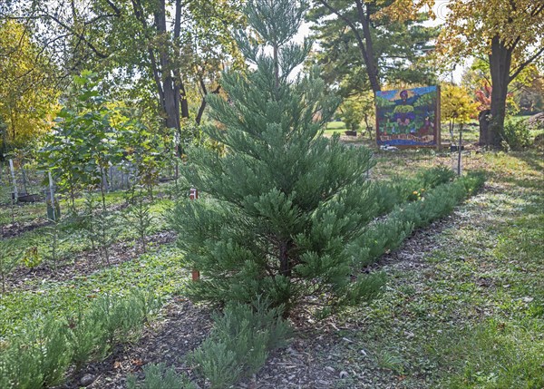 Detroit, Michigan, A giant sequoia tree (Sequoiadendron giganteum) growing at Arboretum Detroit,